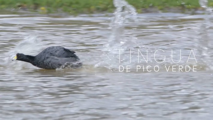 Episodio 19: 