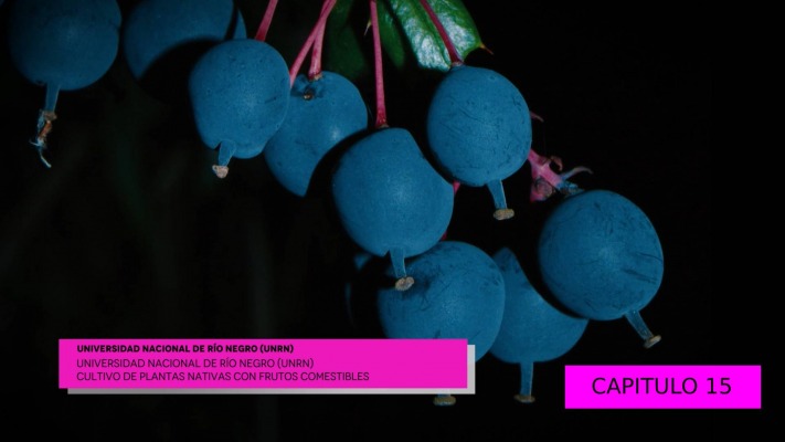 VENTANA UNIVERSITARIA CAP 15