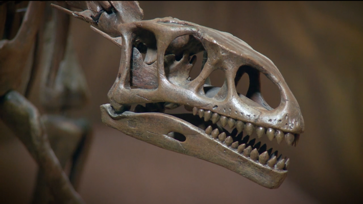 Mussaurus Patagonicus