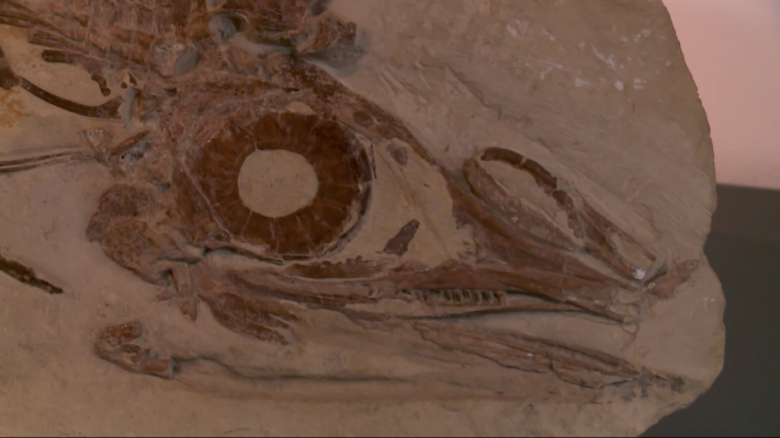 Caypullisaurus Bonapartei