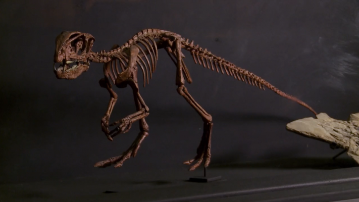 Manidens Condorensis