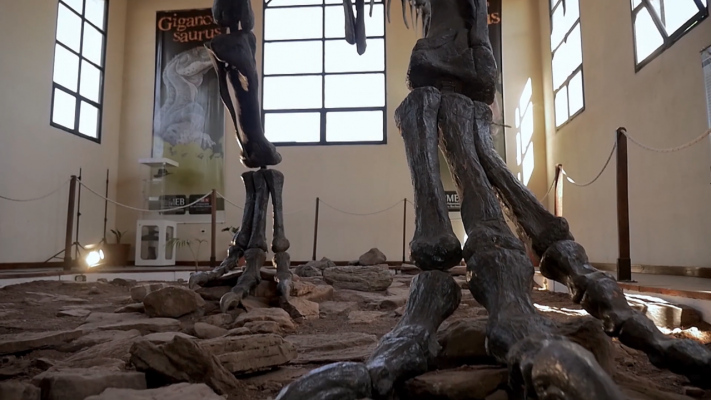 Giganotosaurus Carolinii