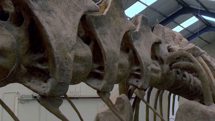 Argentinosaurus Huinculensis